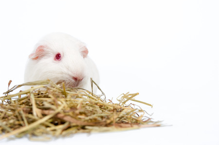 white rat with hay isolatedの写真素材