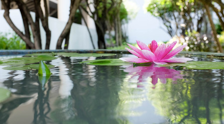 Pink lotus or water lily in pondの写真素材
