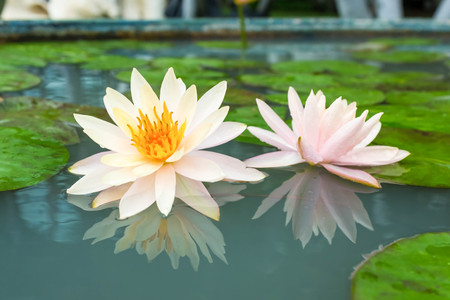 two beautiful lotus or water lilyの写真素材