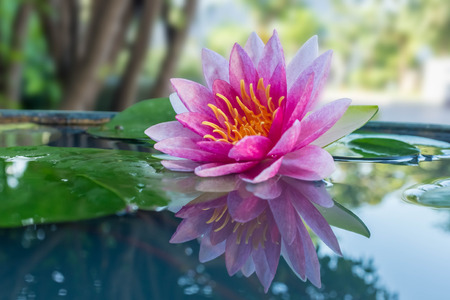pink lotus or waterlily in pondの写真素材