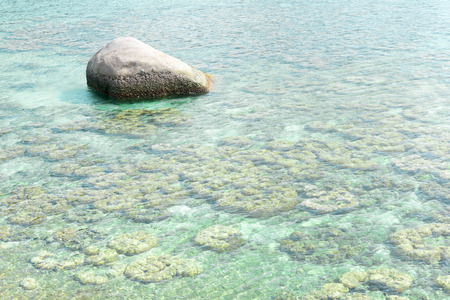 Clear sea water with reef at the bottomの写真素材