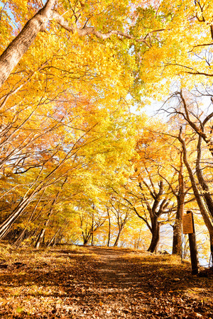 Trekking trail along the forest in Nikko autumn sceneのeditorial素材