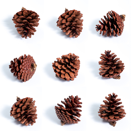 Nine pine cones on white background with shadow on floorの写真素材