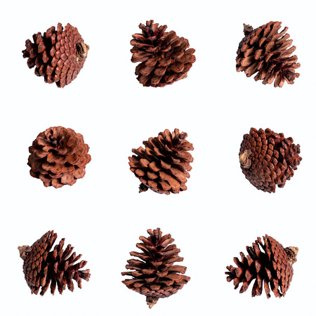 Nine pine cones isolated on white background with no shadowの写真素材