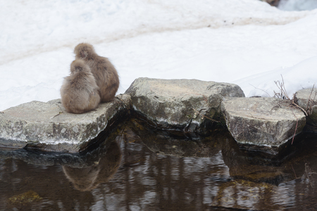 Couple of monkeys in onsen, natural hot spring in Nagano, Japanの写真素材