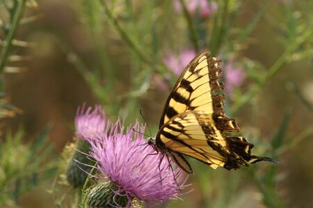 Yellow & Black Butterflyの写真素材
