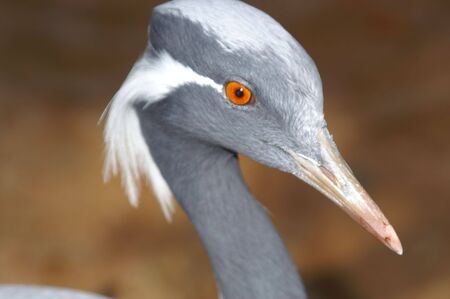 Gray Birdの写真素材