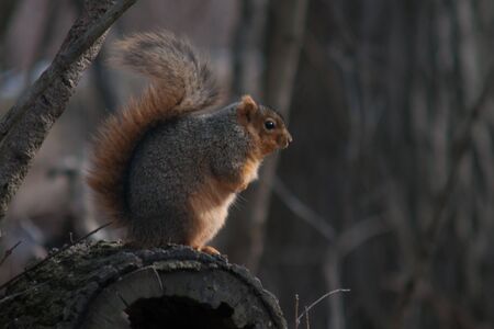 Squirrel on logの写真素材