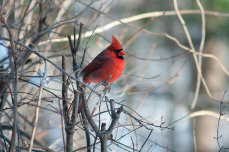 Male cardinal.