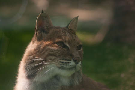 Bobcat