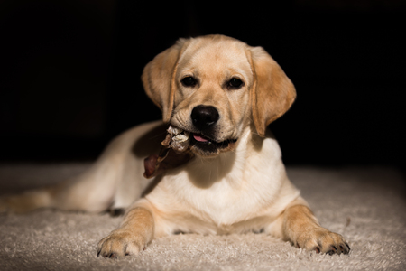 Labrador portraitの写真素材