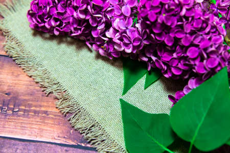 large branch of lilac with leavesのeditorial素材