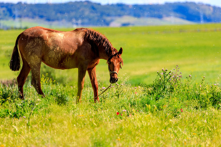 Black Horse grazing in spring in the meadow. Changing coat.の写真素材