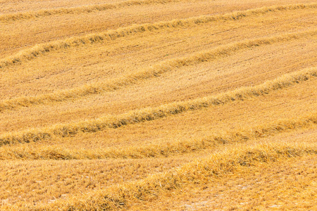 Field of freshly mown wheat at summer sunset.