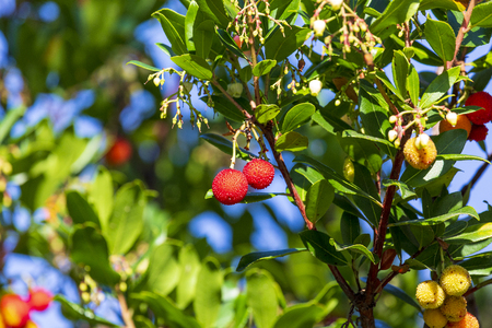 Mature and semi-ripe fruits of madroÃ±o (Ripe arbutus). Natural texture of green leaves and red berriesの写真素材