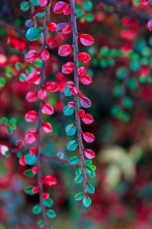 Unfocused and natural background of green and red leaves. Bokeh. Christmas texture.