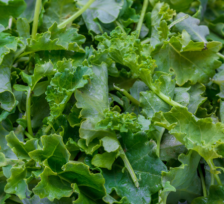 Buds of kale (cabbage). Salad with a rustic and healthy aspect.の写真素材