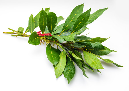 Bouquet of fresh bay leaves on white background.の写真素材