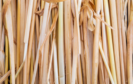 Straw texture (collection of vegetable and natural fibers). Foreground.の写真素材