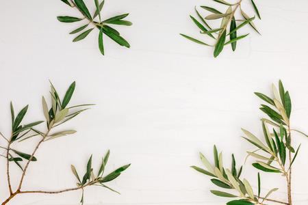 Branches and leaves of olive tree on white background with texture and space to insert your text here.の写真素材