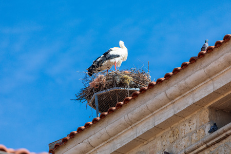 Couple of storks making a nest on the steeple of a church. Sunny day and blue sky.