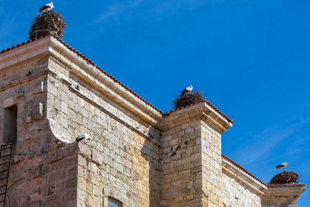 Couple of storks making a nest on the steeple of a church. Sunny day and blue sky.