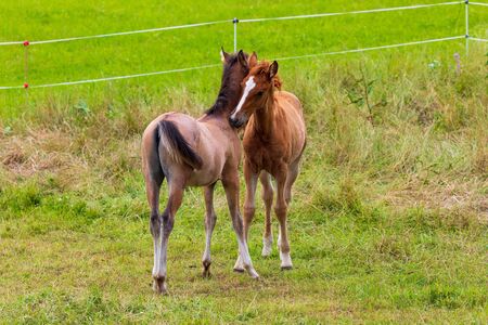 Two beautiful foals playing in green meadow. Horse offspringの写真素材