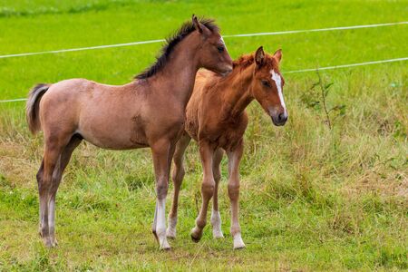 Two beautiful foals playing in green meadow. Horse offspringの写真素材