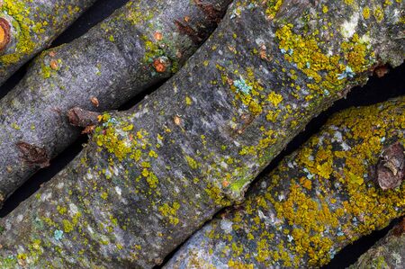 Texture with branches of apple tree and moss (collection of vegetal and natural fibers). Foreground.の写真素材