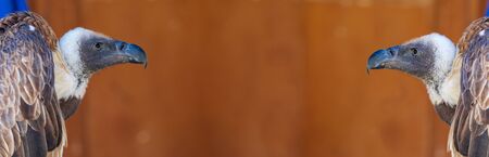 Close-up of 2 adult Vultures (Gyps fulvus) Banner with space to insert your text.