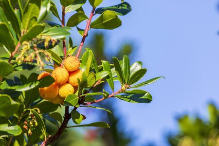 Mature and semi-ripe fruits of madroÃ±o (Ripe arbutus). Natural texture of green leaves and red berriesの写真素材