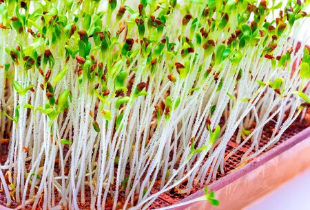 Germinated fresh and raw alfalfa sprouts. Close-up isolated on white background.の写真素材