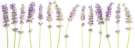 Bouquet of lavender flowers and seeds on white background. Isolated on white background.