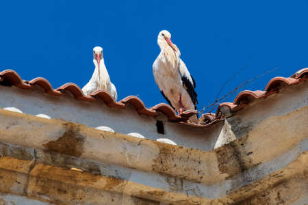 Pair of storks making a nest on the roof of a church. Sunny day and blue sky.の写真素材