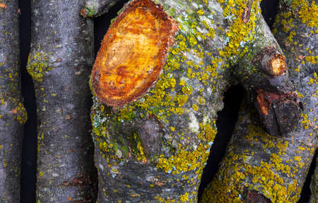 Texture with branches of apple tree and moss (collection of vegetal and natural fibers). Foreground.