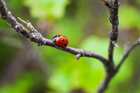 Ladybird closeup on a leafの写真素材