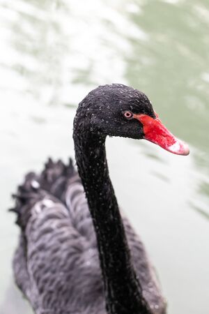 Black Swan swimming in the pond. Close up. Soft focus.の写真素材