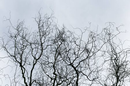 Abstract silhouette of tree branches without leaves on a cloudy sky background.