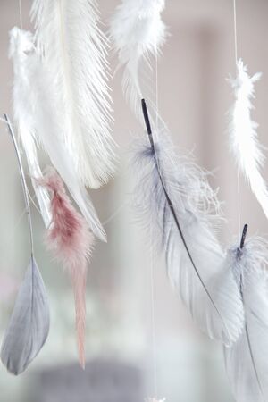 Interior decoration feathers. Air and gentle photo zone. Soft focus.の写真素材