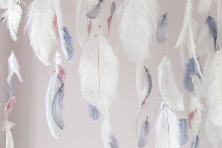 Interior decoration feathers. Air and gentle photo zone. Soft focus.の写真素材