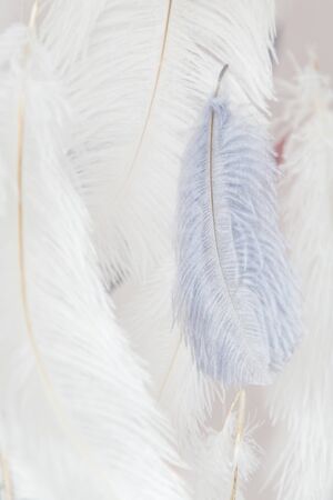 Interior decoration feathers. Air and gentle photo zone. Soft focus.の写真素材