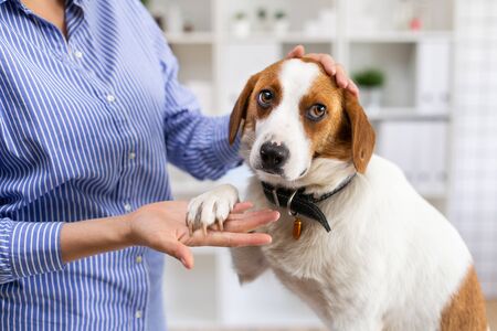 Frightened dog in the office of the veterinary clinic. The owner petting the dog. Close up. Soft focus.の写真素材
