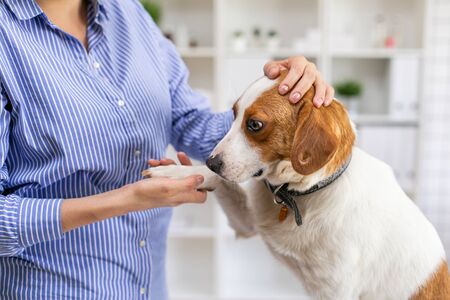 Frightened dog in the office of the veterinary clinic. The owner petting the dog. Close up. Soft focus.の写真素材