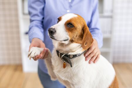 Happy dog with its owner in a veterinary clinic at the doctors office. Close up. Soft focus.の写真素材