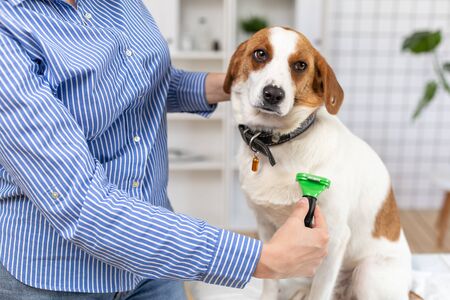 The owner combs the dogs hair with a comb. Close up. Blurred background.の写真素材