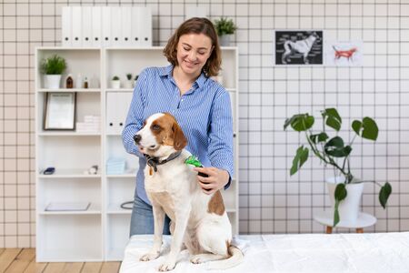 The procedure of grooming dogs in a veterinary clinic.の写真素材