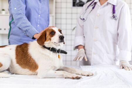 Dog on examination at the doctor in a veterinary clinic. Close up. Blurred background.の写真素材