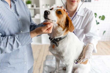 The veterinarian listens to the dog with a stethoscopeの写真素材