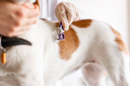 The veterinarian listens to the dog with a stethoscopeの写真素材