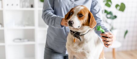 The owner combs the dog's hair with a comb. Close up. Blurred backgroundの写真素材